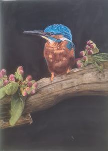 Kingfisher - pastel - Pat Williams