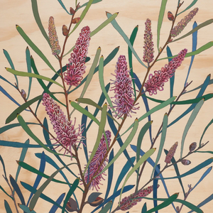 Greeting Card - Pink Spike Hakea - Irina Nazarova