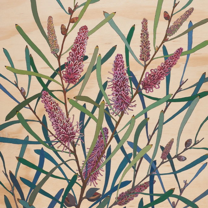 Greeting Card - Pink Spike Hakea - Irina Nazarova