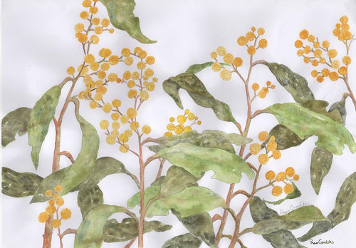 Golden Wattle - watercolour - Proo Geddes