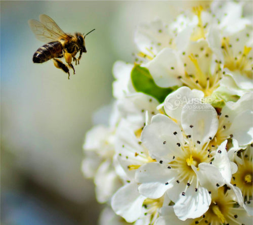 Candle Travel Tin - Honey Blossom